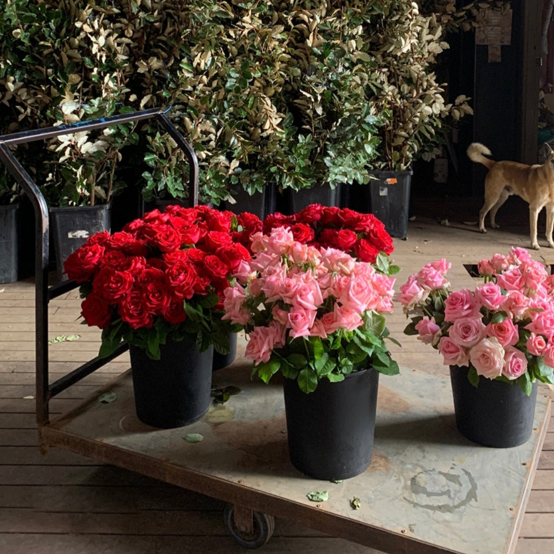 Choosing the right florist this Valentine's Day
