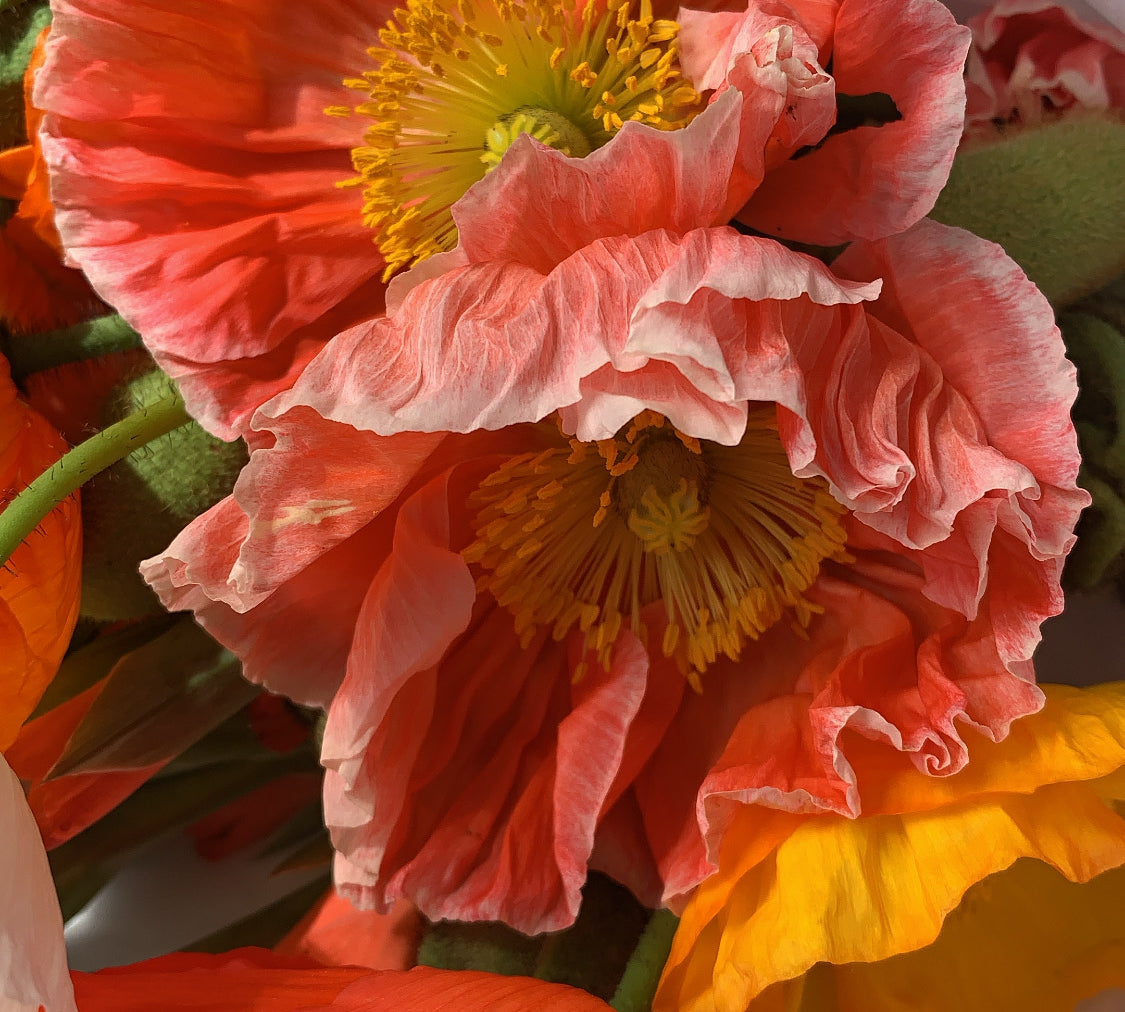 Close up of beautiful red and white tipped poppies in tissue paper. 