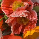Close up of beautiful red and white tipped poppies in tissue paper. 